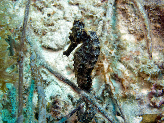 02-29-12_Leonaras Reef (7)