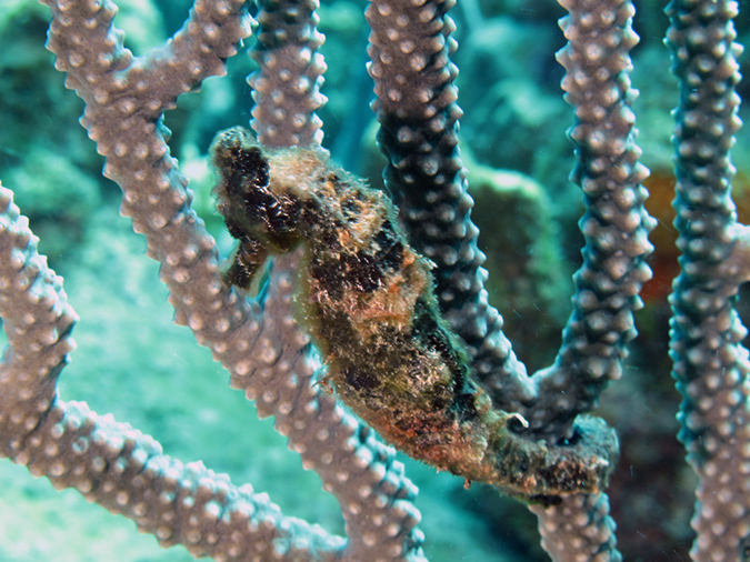 02-28-12_Leonoras Reef (30)