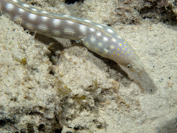 02-27-12-Calabas_Reef_Night (5)