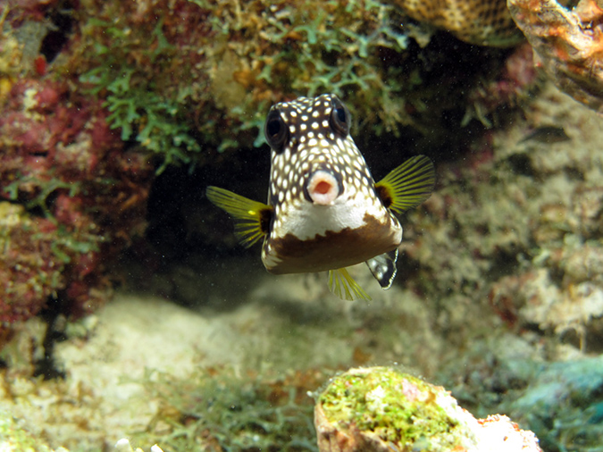 02-28-12_Leonoras Reef (14)