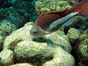 02-25-12_Calabas_Reef (20)