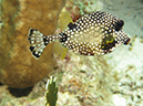 02-28-12_Leonoras Reef (15)