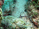 03-01-12_Somethong_Special (1)