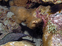 02-29-12_Leonaras Reef (12)