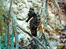 02-29-12_Leonaras Reef (7)