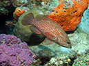 02-25-12_Calabas_Reef (23)