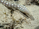 02-27-12-Calabas_Reef_Night (5)