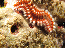 02-28-12_Leonoras Reef (10)