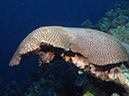 02-28-12_Leonoras Reef (5)