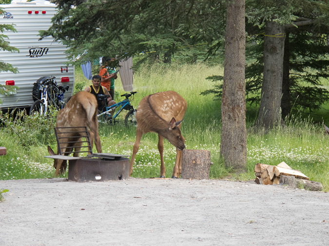 %_tempFileName2013-07-21_1_Tunnel_Mountain_Camp_Ground_Banff_NP-4%