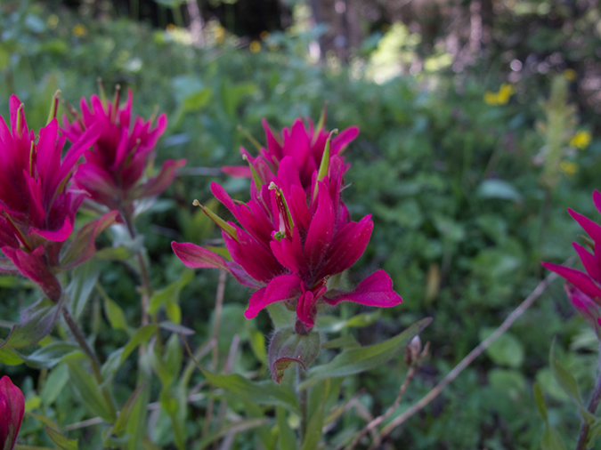 %_tempFileName2013-07-24_1_Dolomite_Pass_Banff_NP-1%