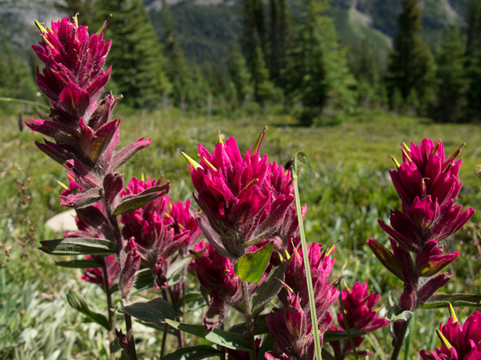 %_tempFileName2013-07-24_1_Dolomite_Pass_Banff_NP-10%