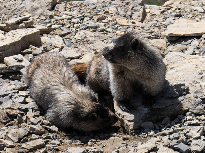 %_tempFileName2013-07-24_1_Dolomite_Pass_Banff_NP-23%