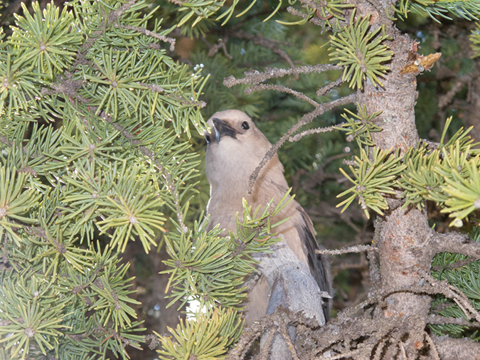 %_tempFileName2013-07-25_2_Icefield_Parkway_Banff_NP-22%