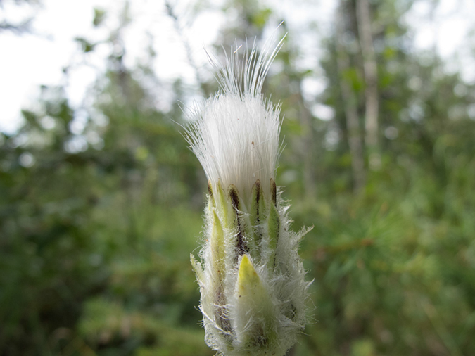 %_tempFileName2013-07-26_1_Pyramid_Lake_Loop-28%