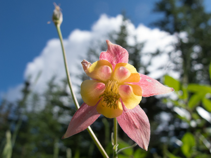 %_tempFileName2013-07-28_1_Sulpher_Skyline_Trail_Jasper-28%