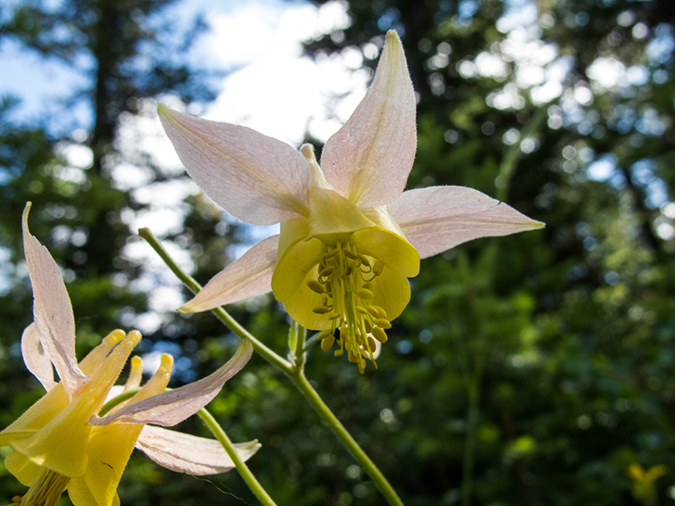 %_tempFileName2013-07-28_1_Sulpher_Skyline_Trail_Jasper-32%