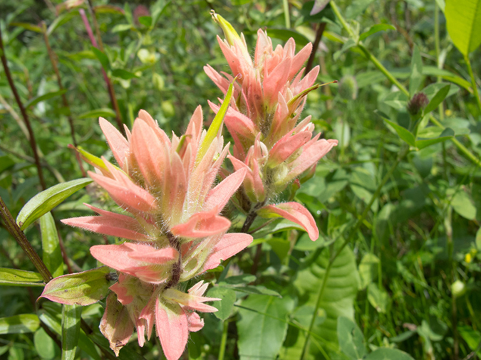 %_tempFileName2013-07-28_1_Sulpher_Skyline_Trail_Jasper-41%
