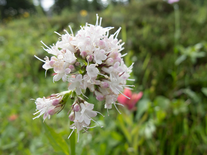 %_tempFileName2013-07-30_1_Carvell_Meadows_Jasper-14%