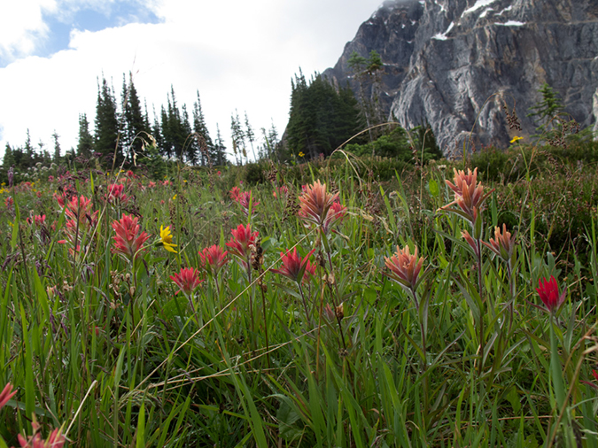 %_tempFileName2013-07-30_1_Carvell_Meadows_Jasper-17%