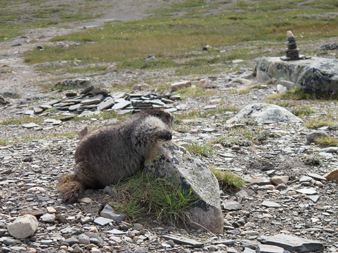 %_tempFileName2013-07-30_1_Carvell_Meadows_Jasper-25%
