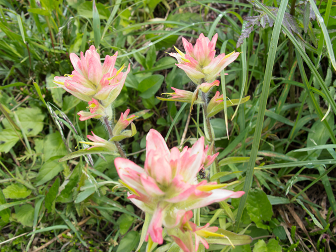 %_tempFileName2013-07-30_1_Carvell_Meadows_Jasper-61%