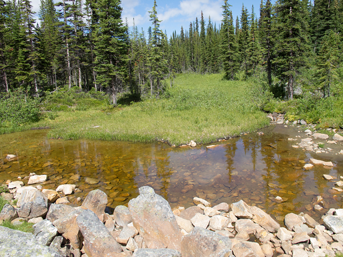 %_tempFileName2013-07-30_1_Carvell_Meadows_Jasper-73%