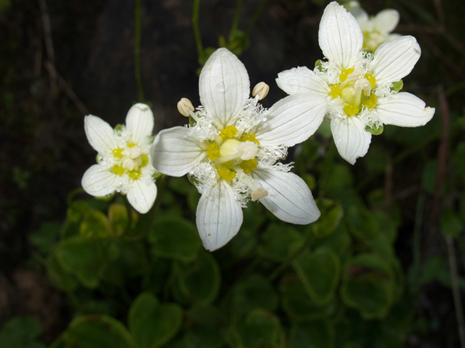 %_tempFileName2013-07-31_2_Iceline_Trail_Yoho_NP-12%