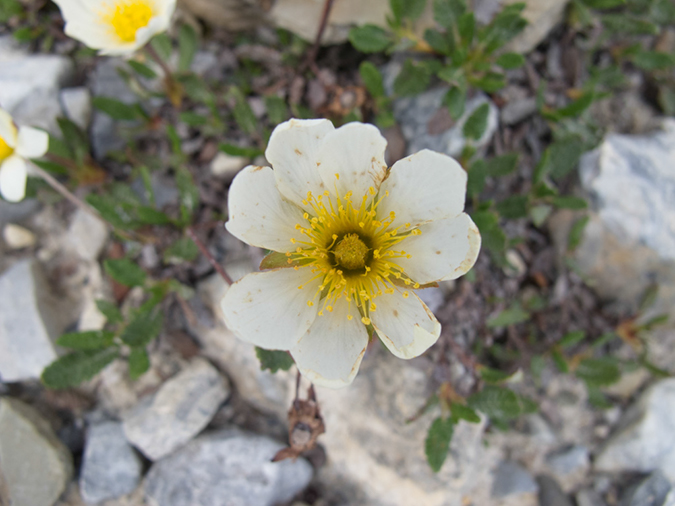 %_tempFileName2013-07-31_2_Iceline_Trail_Yoho_NP-28%