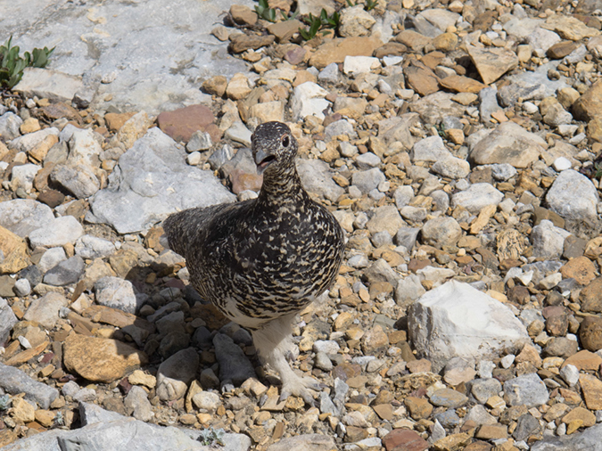 %_tempFileName2013-07-31_2_Iceline_Trail_Yoho_NP-47%