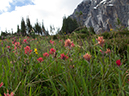 %_tempFileName2013-07-30_1_Carvell_Meadows_Jasper-17%