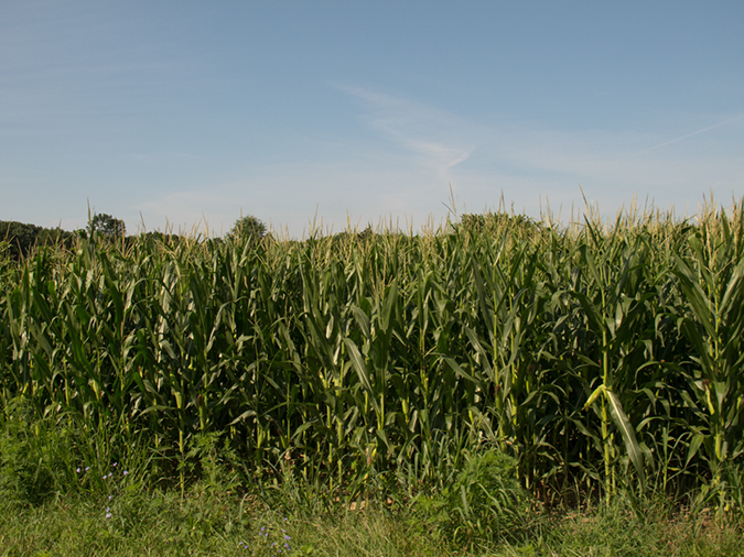 %_tempFileName2012-08-13_Princeton_to_Vineland-34%