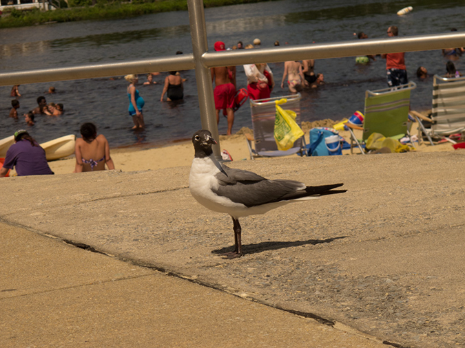 %_tempFileName2012-08-13_Princeton_to_Vineland-57%