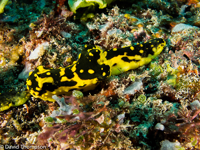 %_tempFileName2013_02_22-1-Batu_Auri-10%