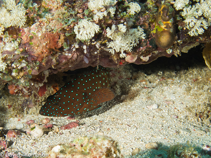 %_tempFileName2013_02_22-1-Batu_Auri-54%