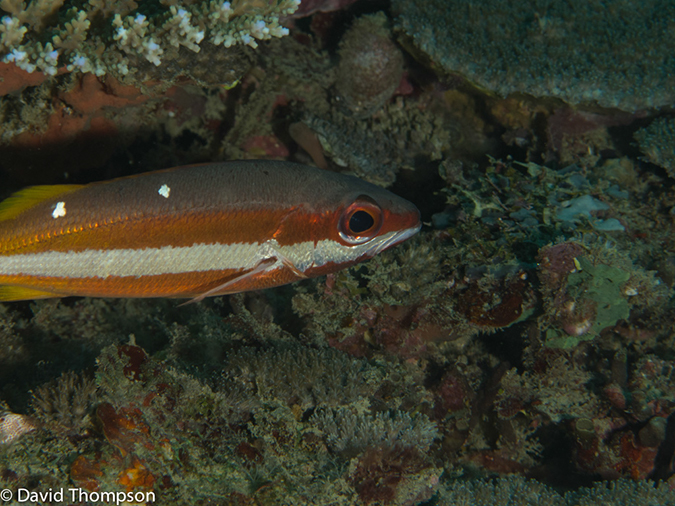 %_tempFileName2013_02_22-2-Tanjung-Busurua-19%