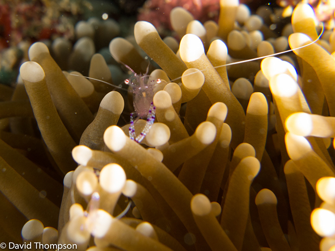 %_tempFileName2013_02_22-2-Tanjung-Busurua-21%