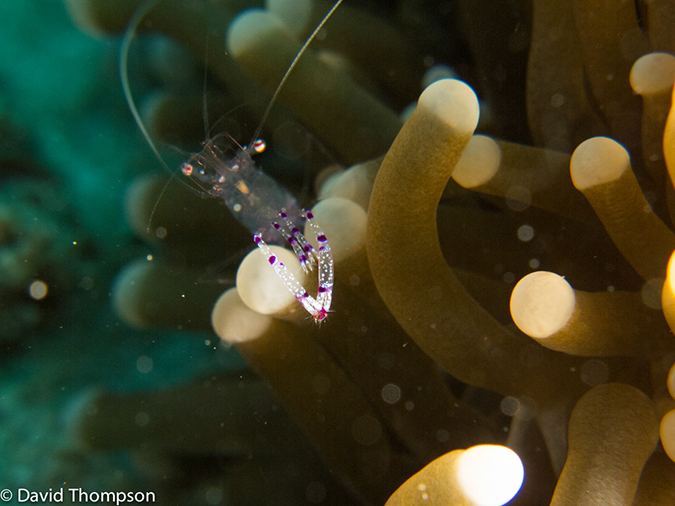 %_tempFileName2013_02_22-2-Tanjung-Busurua-26%