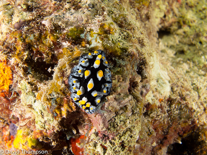 %_tempFileName2013_02_22-3-Pantal-Dusuru-Night-Dive-14%