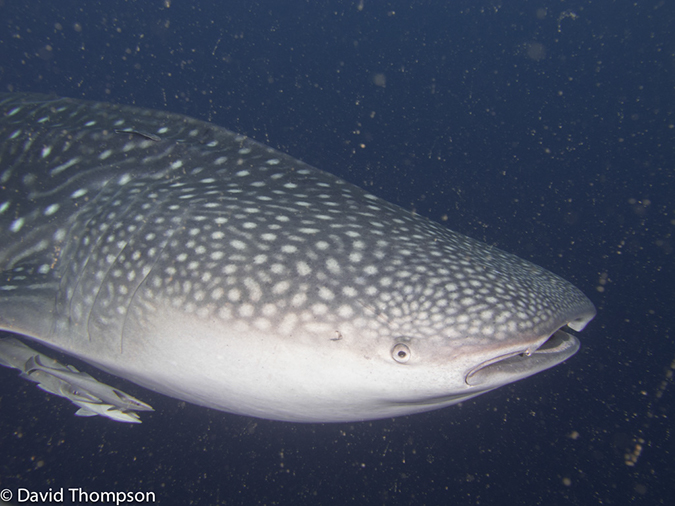 %_tempFileName2013_02_24-2-Kwatisore-33%