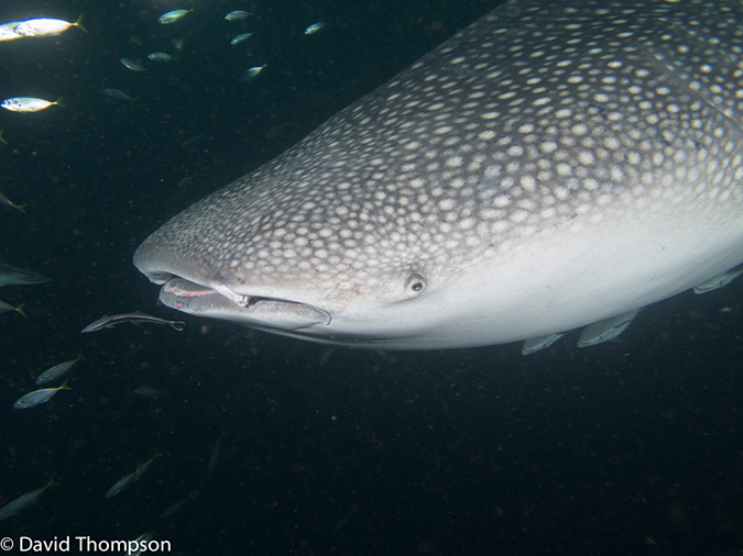 %_tempFileName2013_02_25-3-Kwatisore-22%