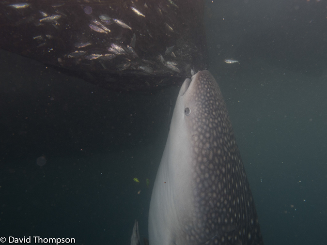 %_tempFileName2013_02_25-3-Kwatisore-42%