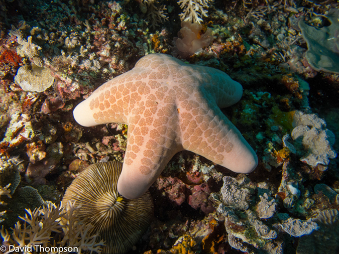 %_tempFileName2013_02_26-1-Zero-Plane-and-Reef-15%