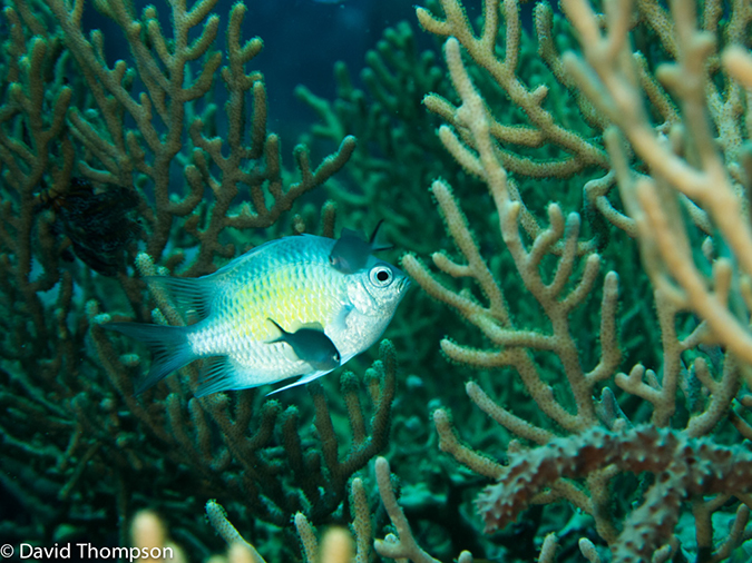 %_tempFileName2013_02_26-1-Zero-Plane-and-Reef-52%