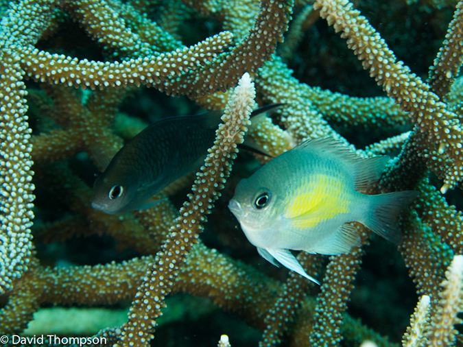 %_tempFileName2013_02_26-1-Zero-Plane-and-Reef-58%