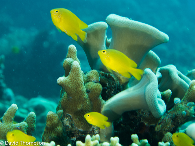 %_tempFileName2013_02_26-1-Zero-Plane-and-Reef-60%