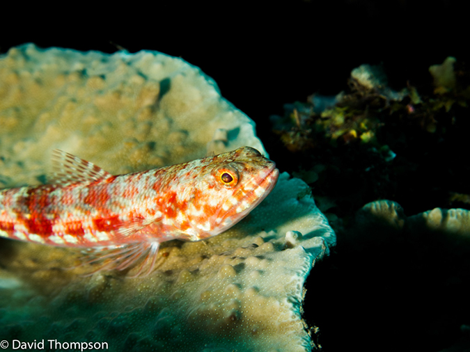 %_tempFileName2013_02_26-2-Batu-Tiga-11%