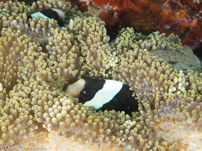 %_tempFileName2013_02_26-2-Batu-Tiga-30%