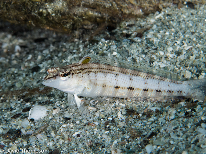 %_tempFileName2013_02_26-3-Made-Gila-3%