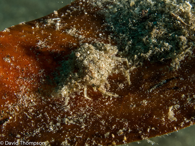 %_tempFileName2013_02_26-3-Made-Gila-39%